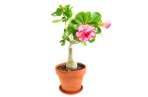 Adenium atau Kamboja Jepang, Bunga Cantik Berbonggol