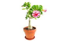Adenium atau Kamboja Jepang, Bunga Cantik Berbonggol