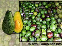Alpukat Buah Serbaguna dan Kaya Manfaat