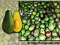 Alpukat Buah Serbaguna dan Kaya Manfaat