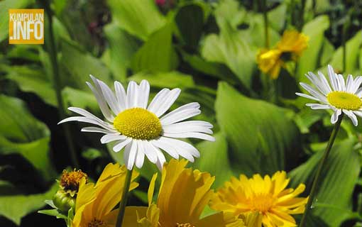 Berkebun Banyak Manfaatnya