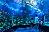 BXSea Bintaro, Sea Tunnel Terbesar di Asia Tenggara dan Aquarium Tertinggi di Indonesia