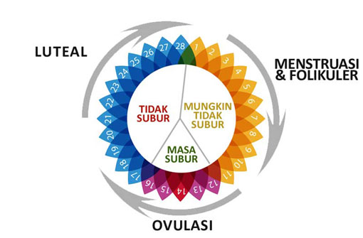 Kalkulator Masa Subur dan KB Alami