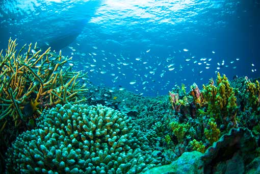 Hari Laut Sedunia