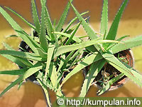 Lidah Buaya untuk Cantik dan Sehat