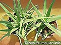 Lidah Buaya untuk Cantik dan Sehat