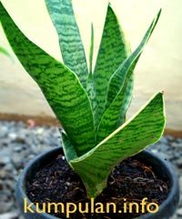 Sansevieria Pembersih Polutan