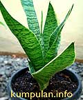 Sansevieria Pembersih Polutan