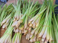 Serai Sebagai Obat Tradisional