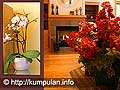 Percantik Ruangan dengan Tanaman Indoor