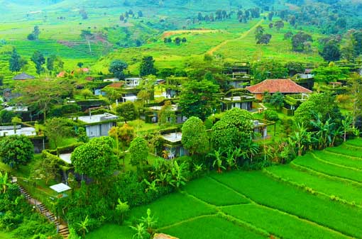 Tea Garden Resort, Healing di Tengah Kebun Teh Subang