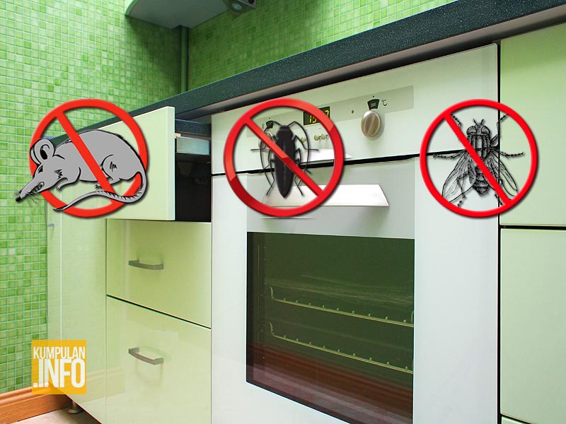 Membasmi Lalat, Kecoa dan Tikus dari Dapur